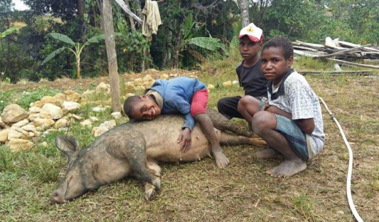 Babi Primadona Baliem