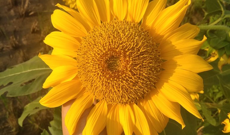 Untuk Pahlawan Berkantong Rahim