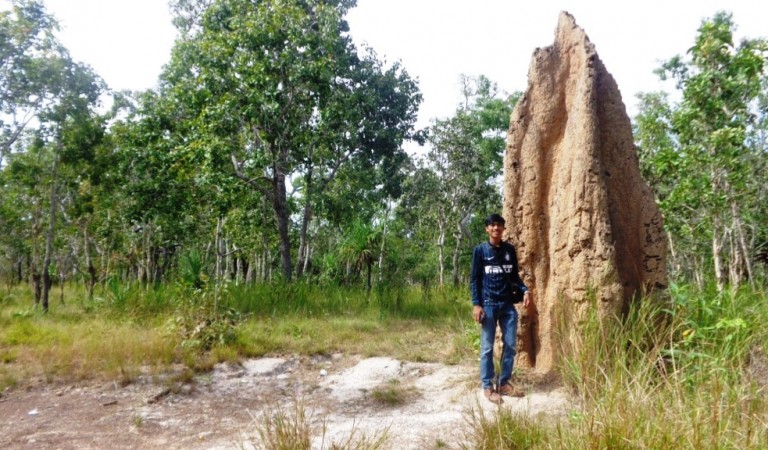 Musamus: Holupis Kuntul Baris